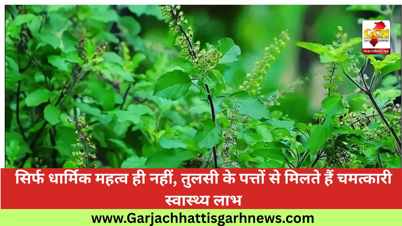 सिर्फ धार्मिक महत्व ही नहीं, तुलसी के पत्तों से मिलते हैं चमत्कारी स्वास्थ्य लाभ