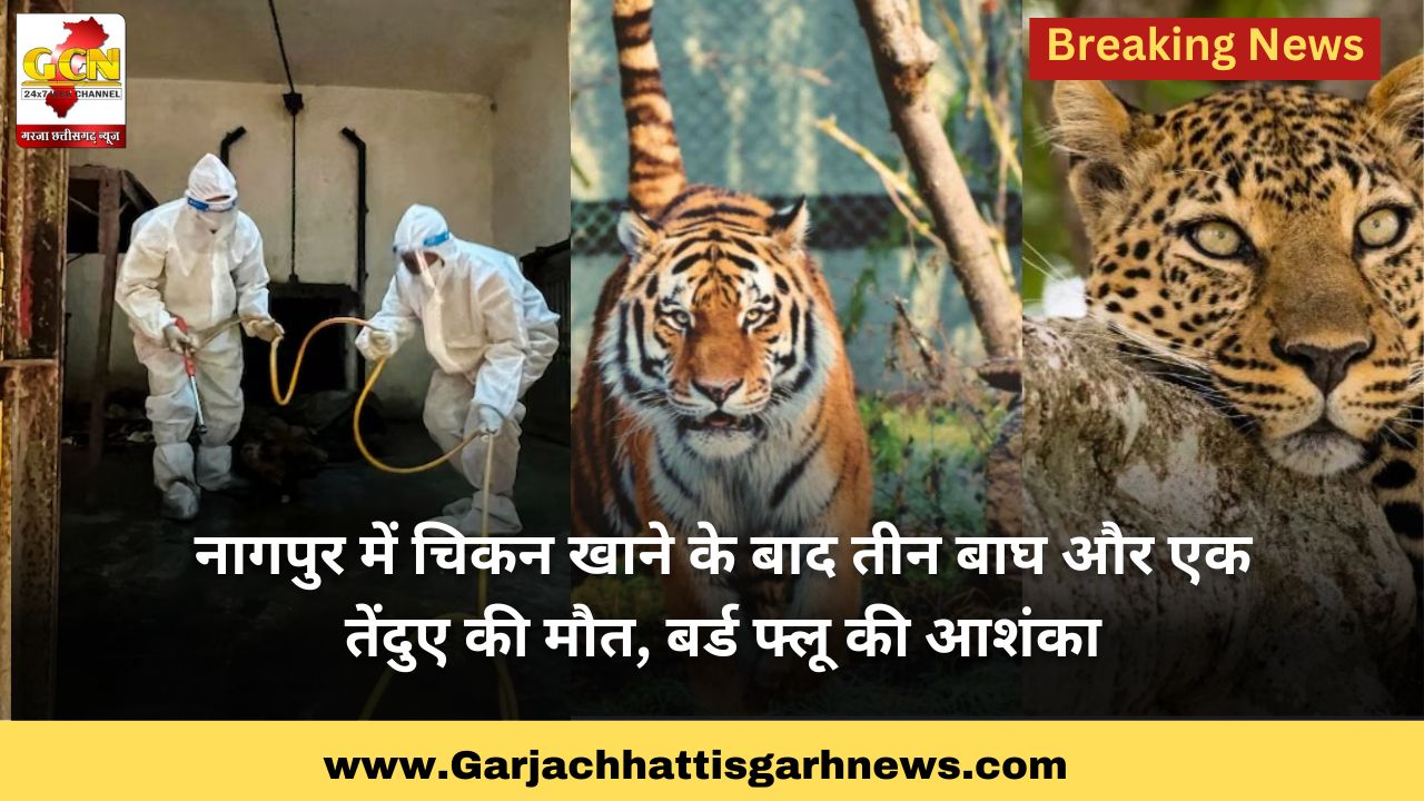 नागपुर में चिकन खाने के बाद तीन बाघ और एक तेंदुए की मौत, बर्ड फ्लू की आशंका