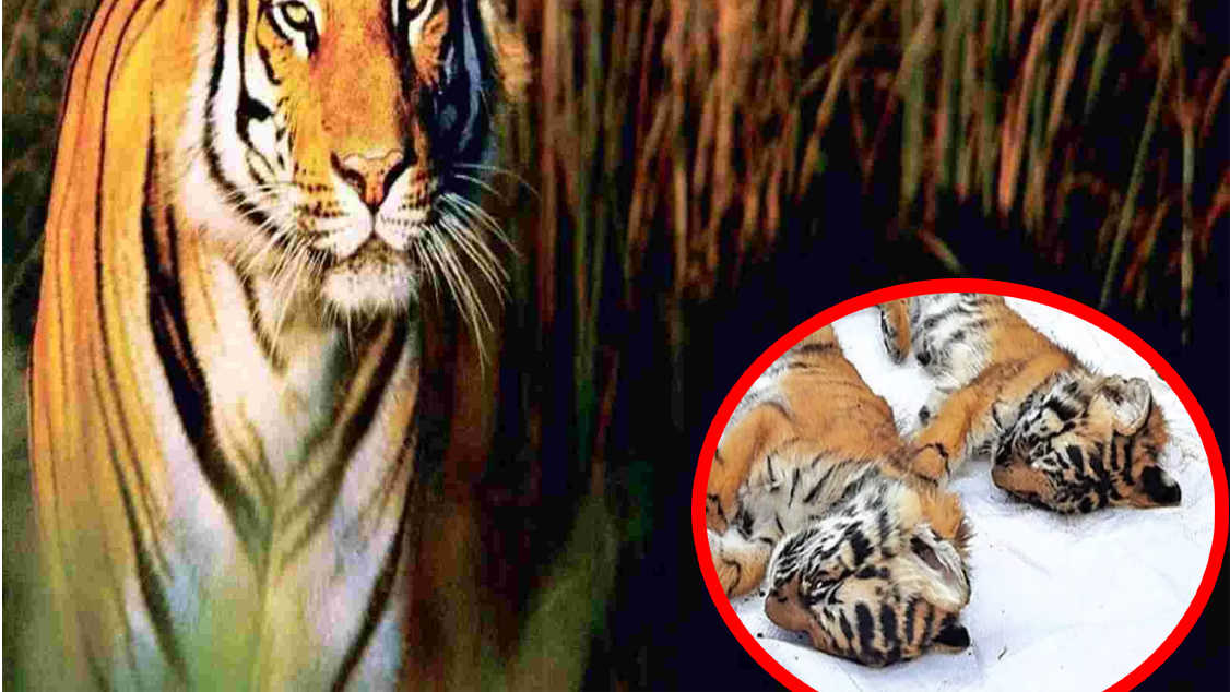 तमिलनाडु में 10 दिनों में 40 बाघों की मौत, जांच में जुटी राष्ट्रिय बाघ आयोग