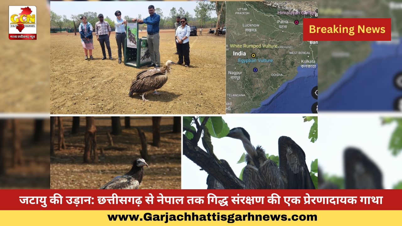 जटायु की उड़ान: छत्तीसगढ़ से नेपाल तक गिद्ध संरक्षण की एक प्रेरणादायक गाथा