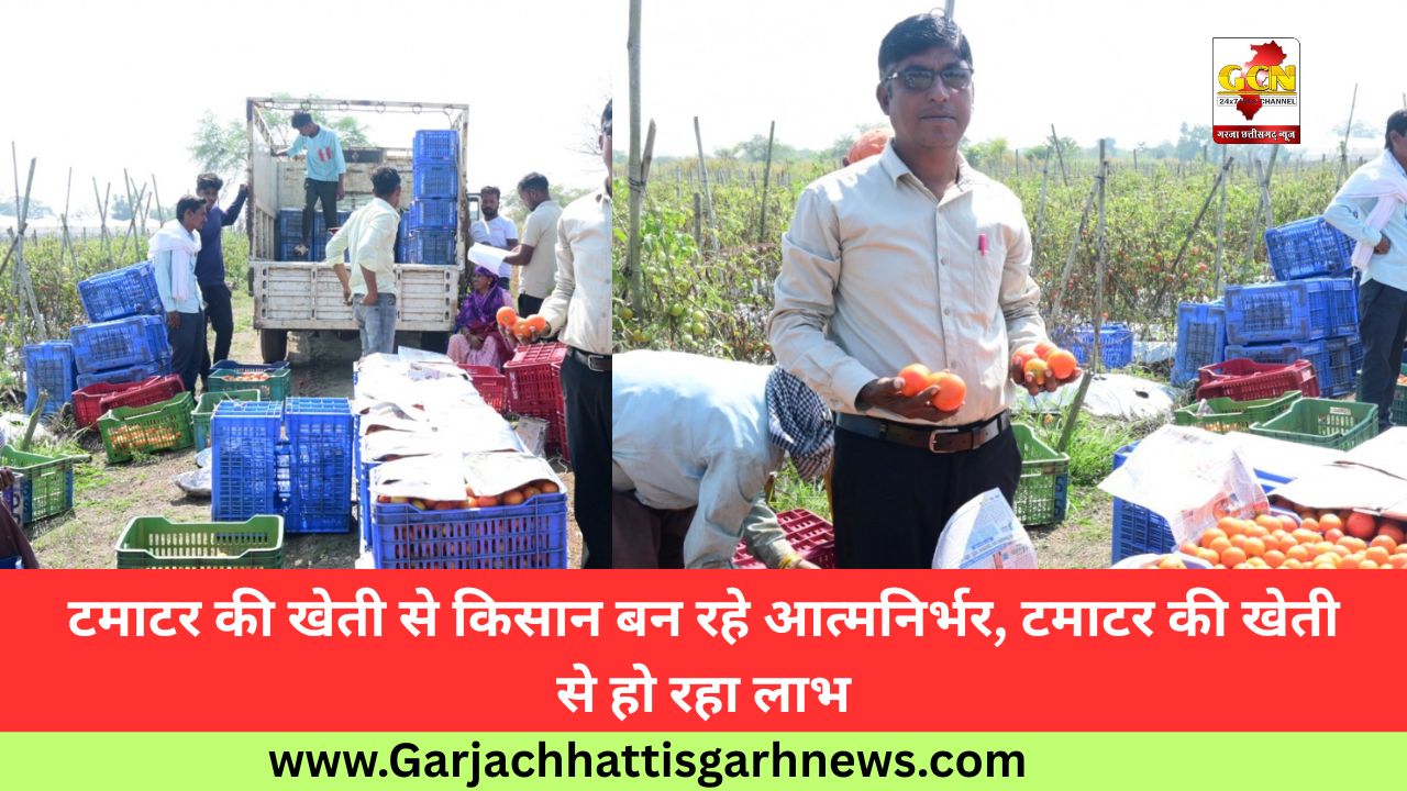 टमाटर की खेती से किसान बन रहे आत्मनिर्भर, टमाटर की खेती से हो रहा लाभ