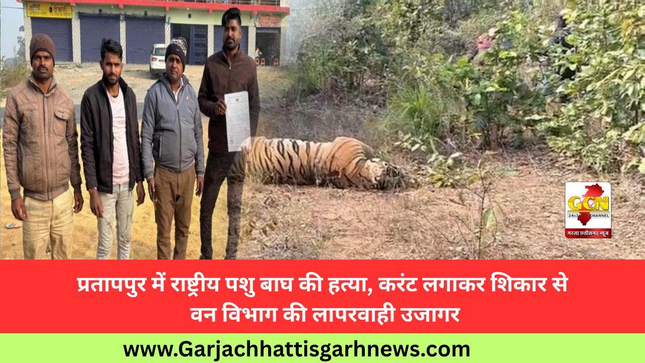 प्रतापपुर में राष्ट्रीय पशु बाघ की हत्या, करंट लगाकर शिकार से वन विभाग की लापरवाही उजागर